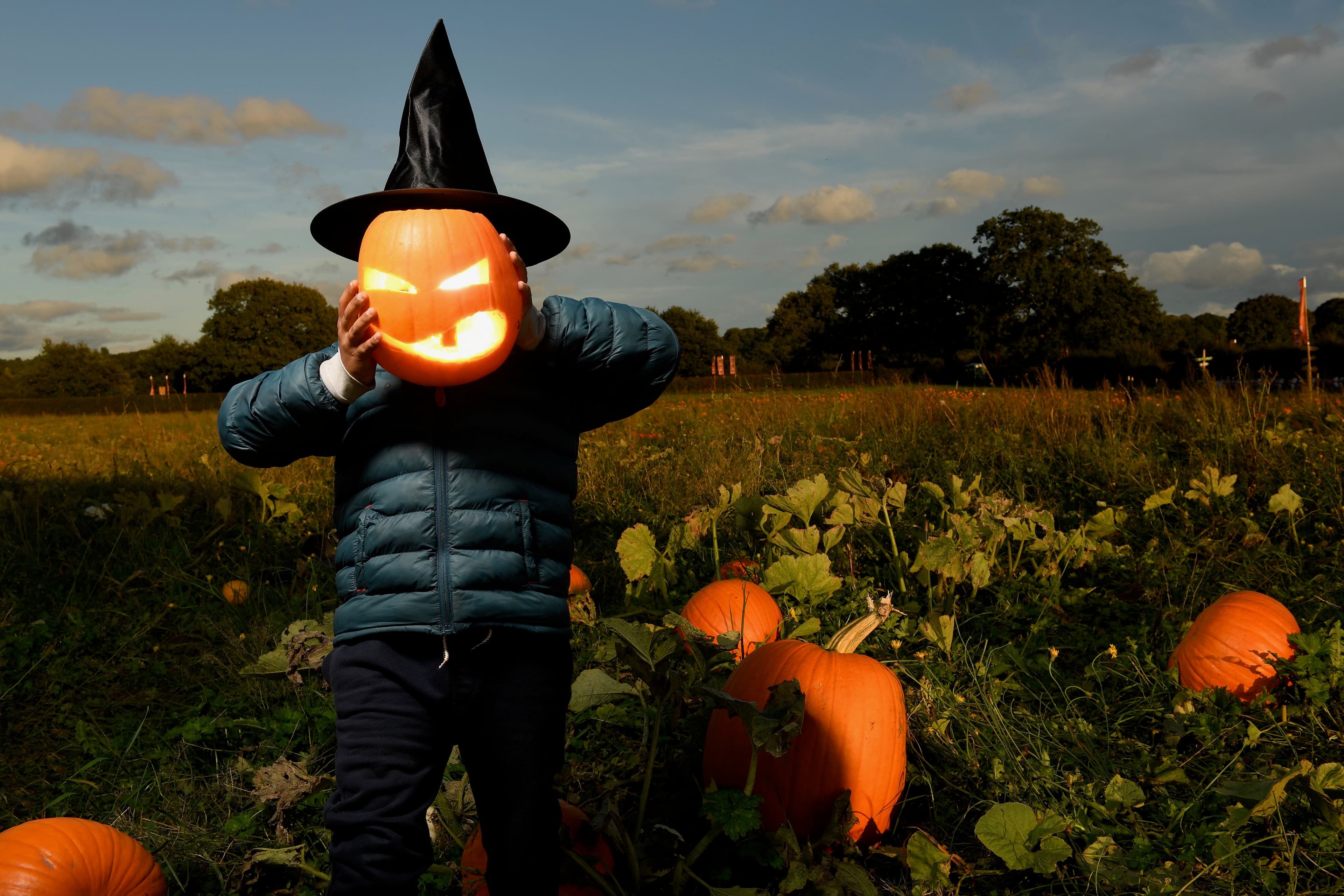 Picking Patch Fordingbridge - Photo