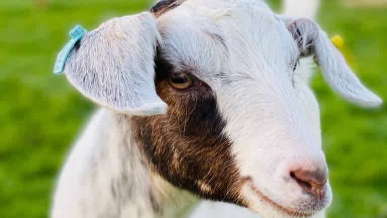 The Bucks Goat Centre - Photo