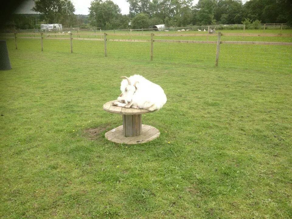 Paradise Found Educational Farm Park - Photo