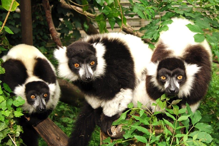 Shepreth Wildlife Park - Photo
