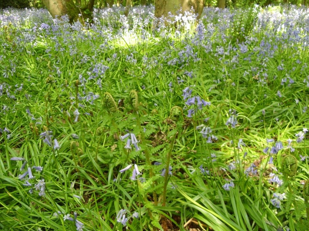 Whippendell Woods