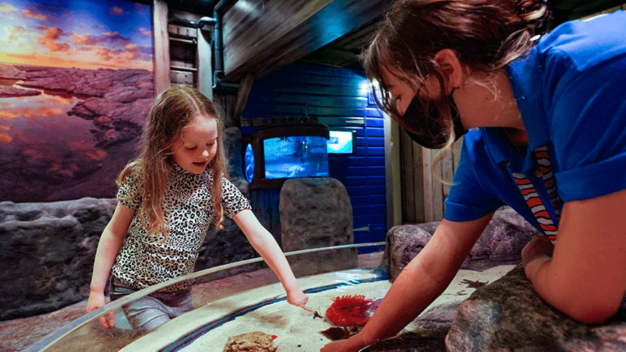 SEA LIFE Great Yarmouth - Photo