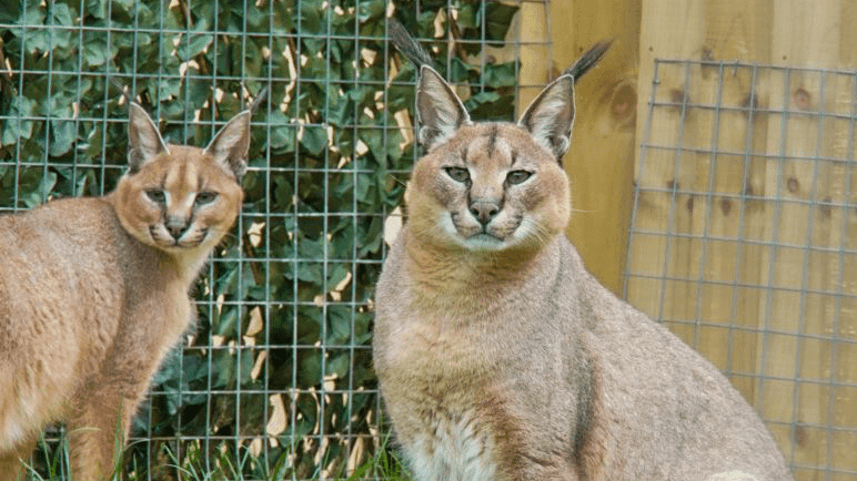 wildway wildlife mini zoo - Photo