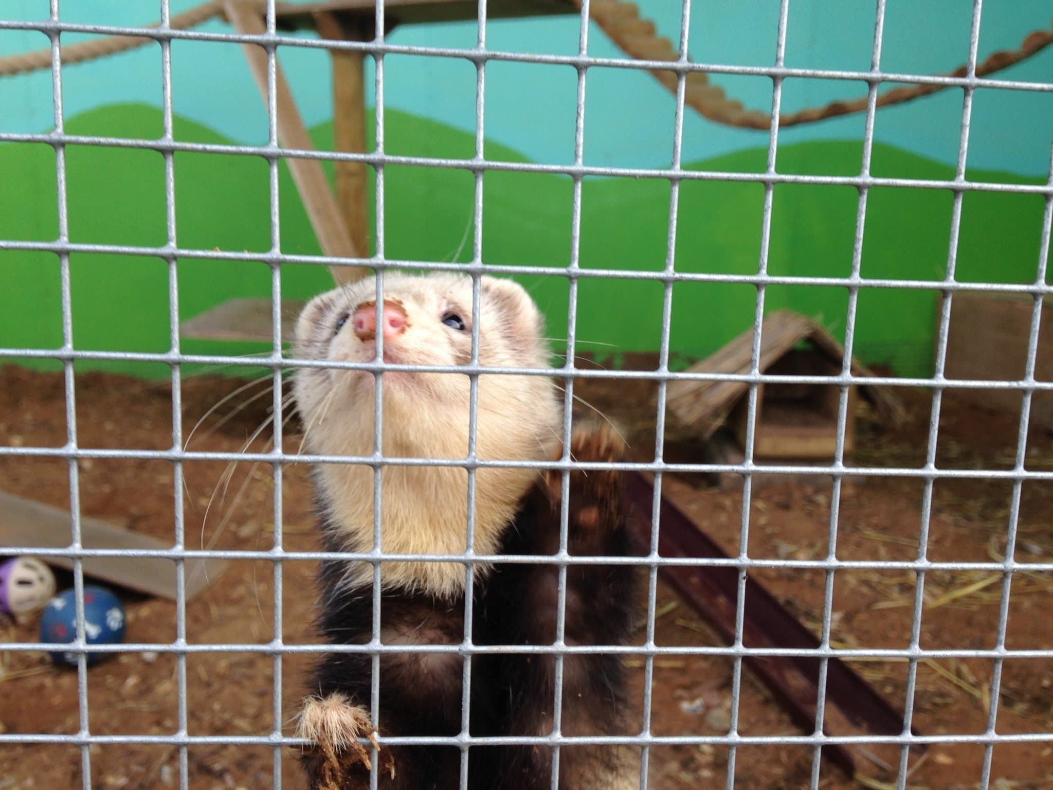 Tattershall Farm Park - Photo