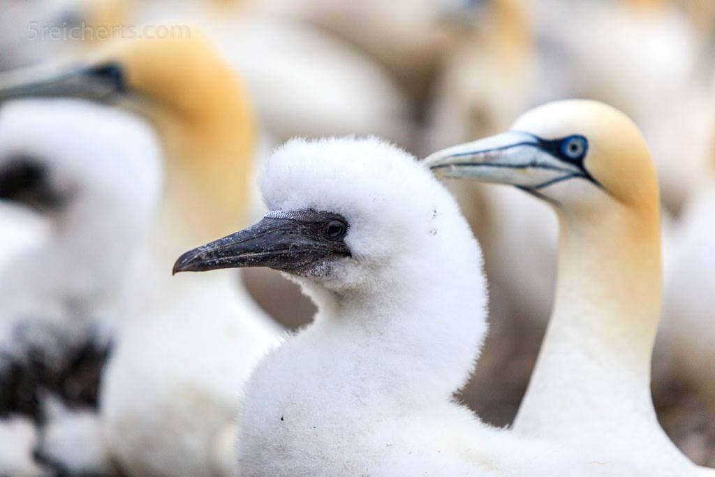 Scottish Seabird Centre