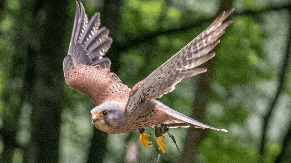 Loch Lomond Bird Of Prey Centre - Photo