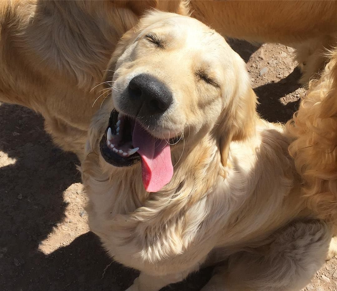 The Golden Retriever Experience - Photo