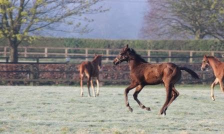 National Stud - Photo