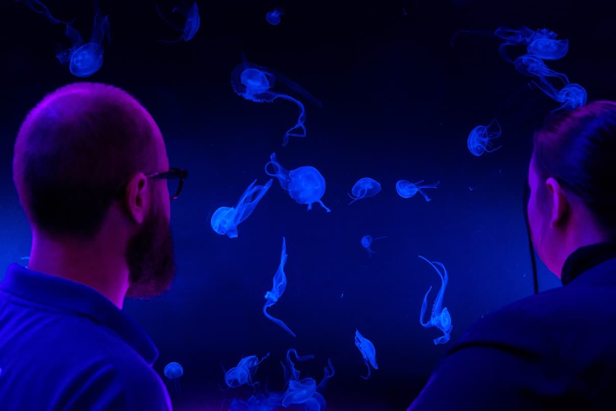 SEA LIFE London Aquarium - Photo