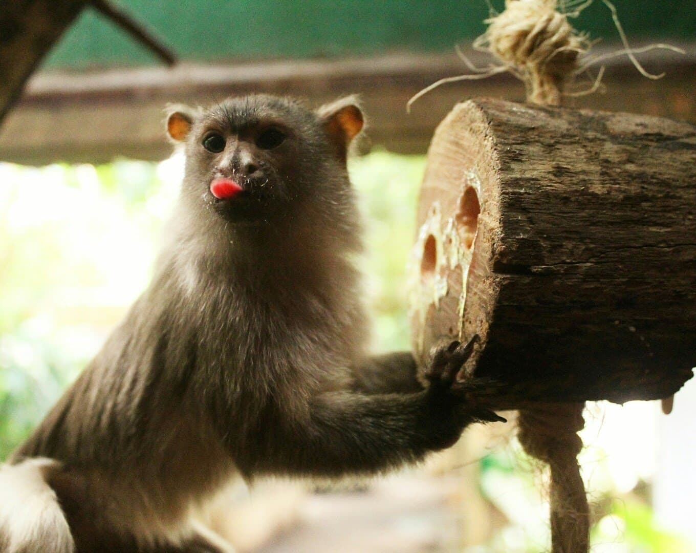 Amazonia - Photo 1