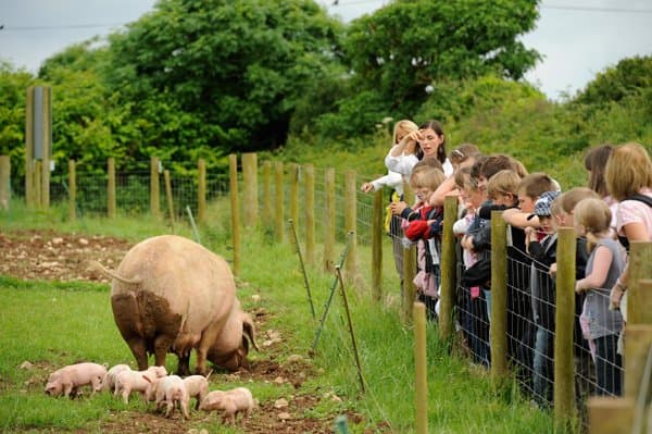 Trevaskis Farm - Photo