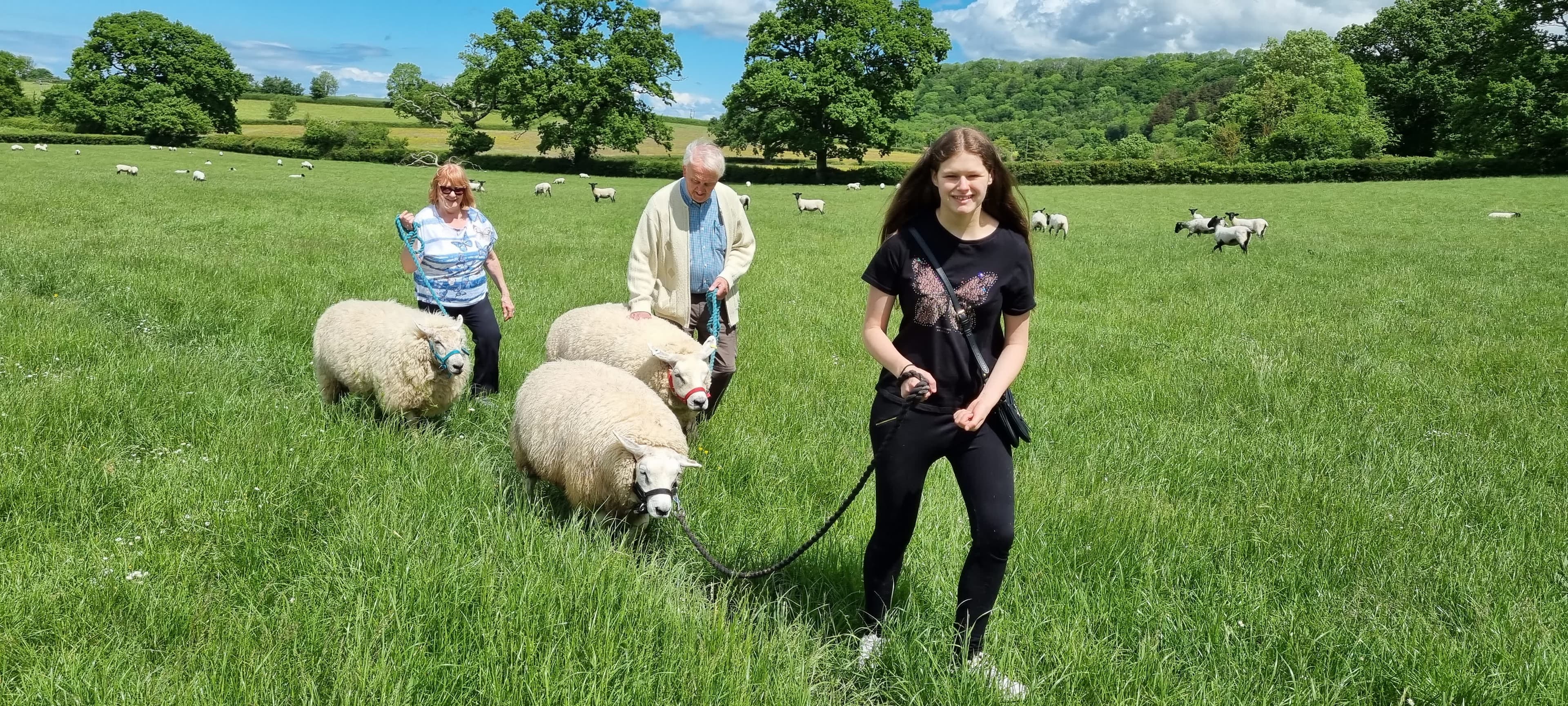 Somerset Sheep Trekking - Photo