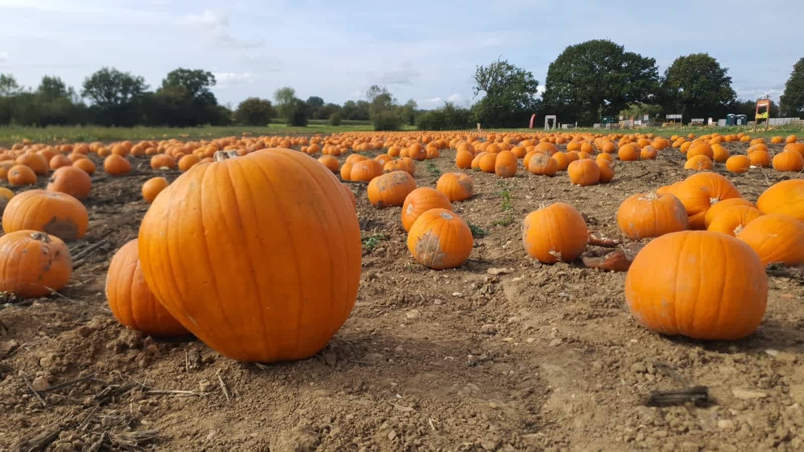 The Pumpkin Patch Basildon - Photo