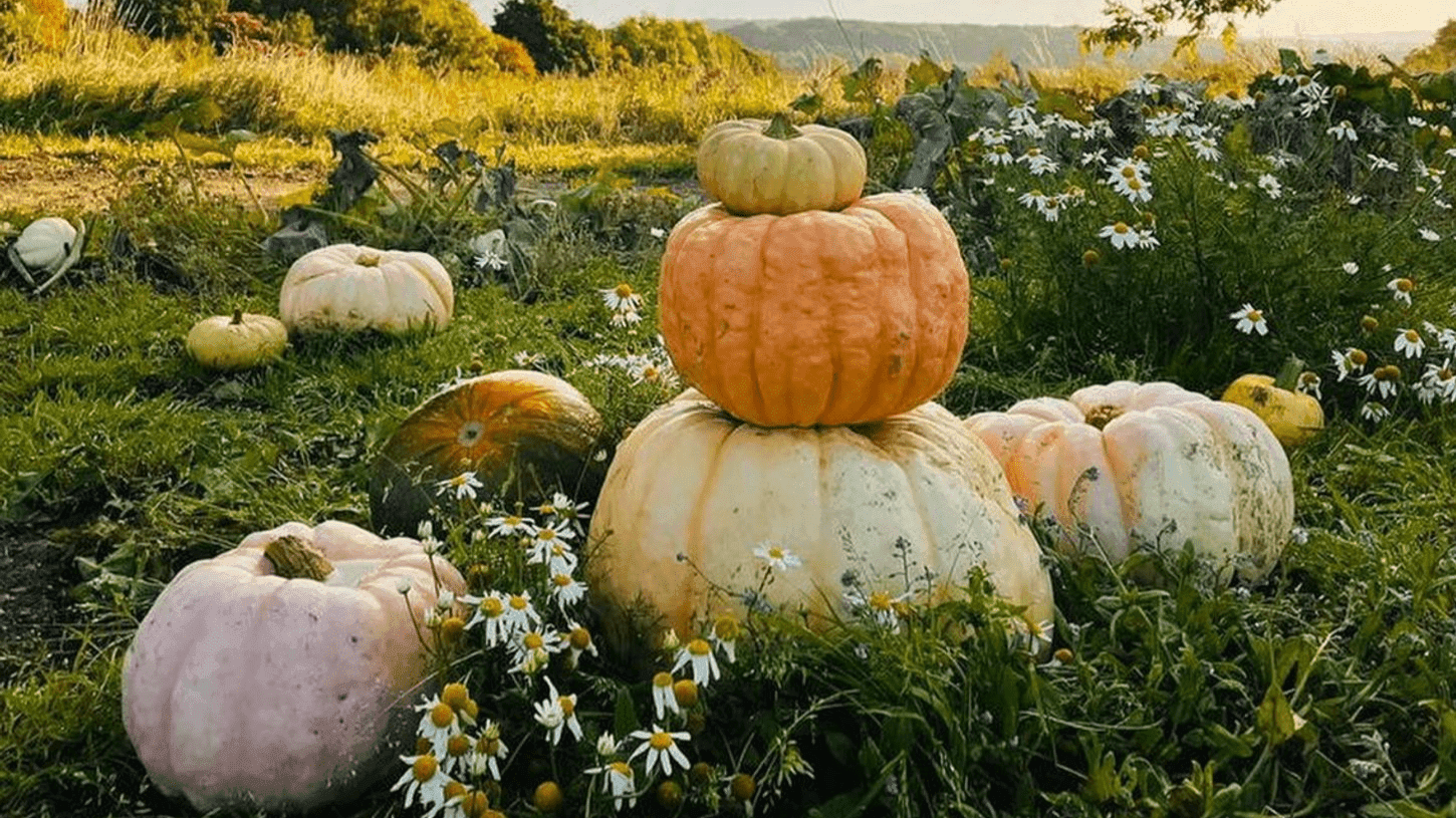 Pumpkin Picking at Village Pumpkins