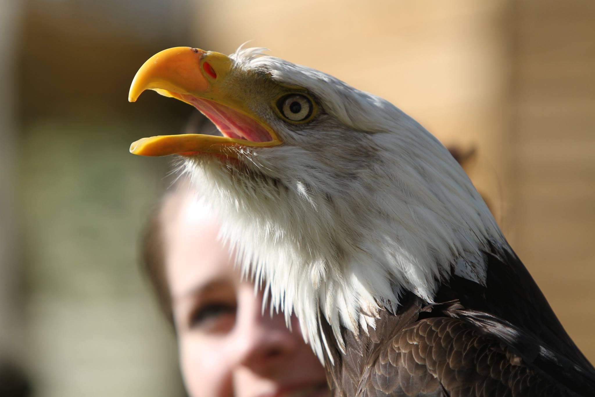 The Falconry Centre - Photo 1