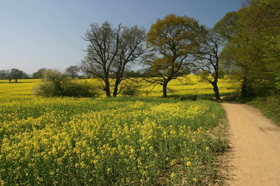 Hockley Woods