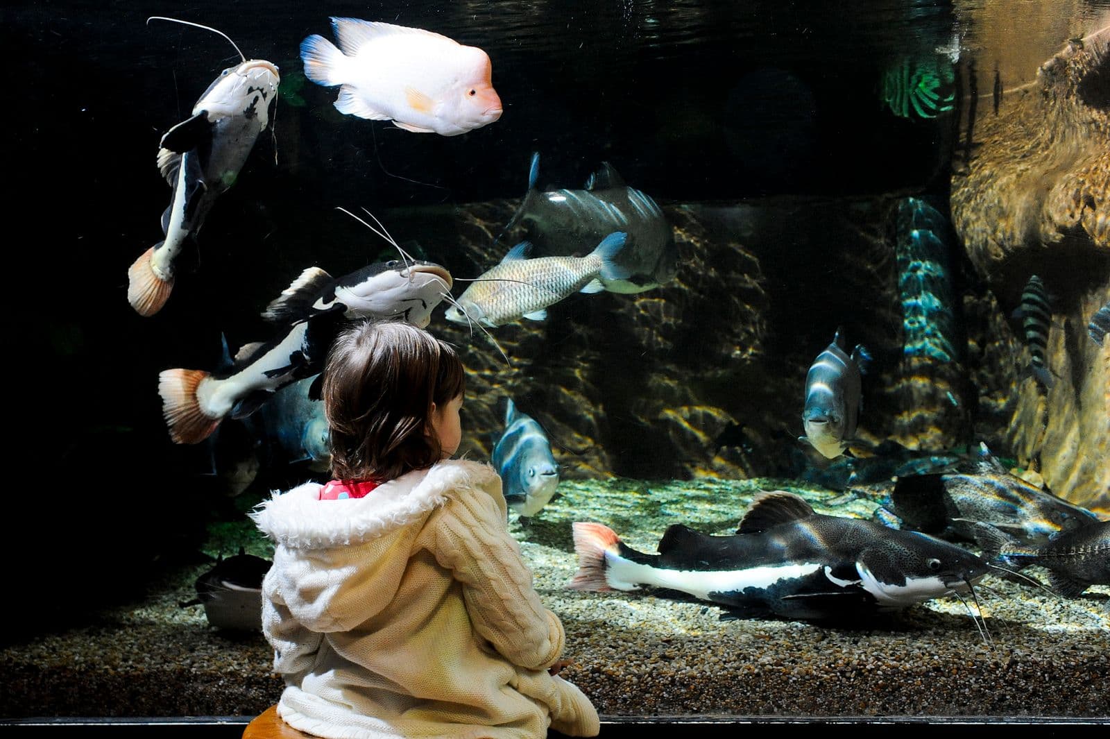 Deep Sea World - Photo