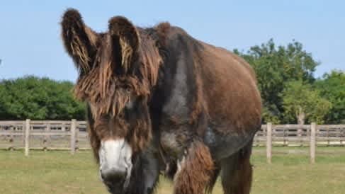 Radcliffe Donkey Sanctuary - Photo