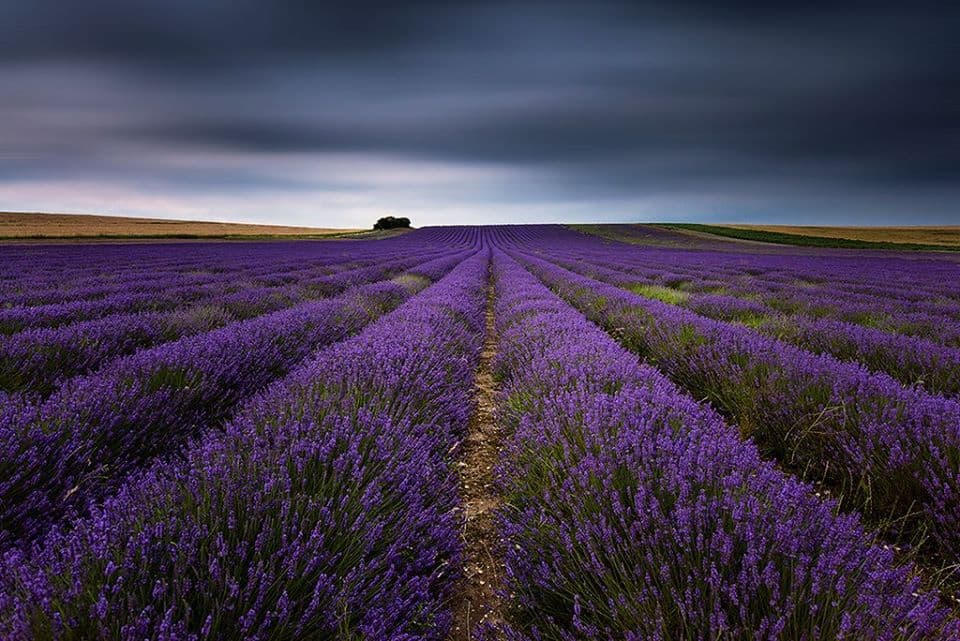 Hitchin Lavender