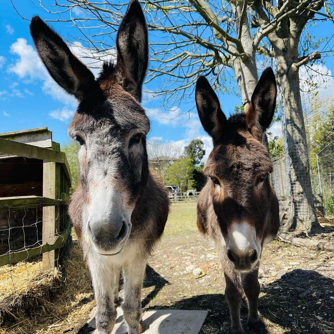 Kentish Town City Farm - Photo