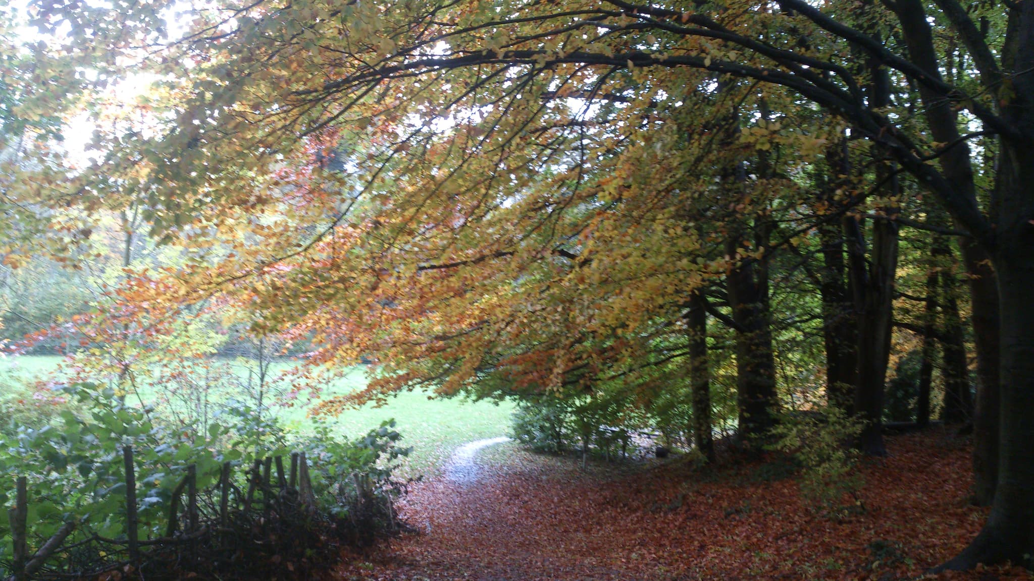 Drews Pond Wood Local Nature Reserve