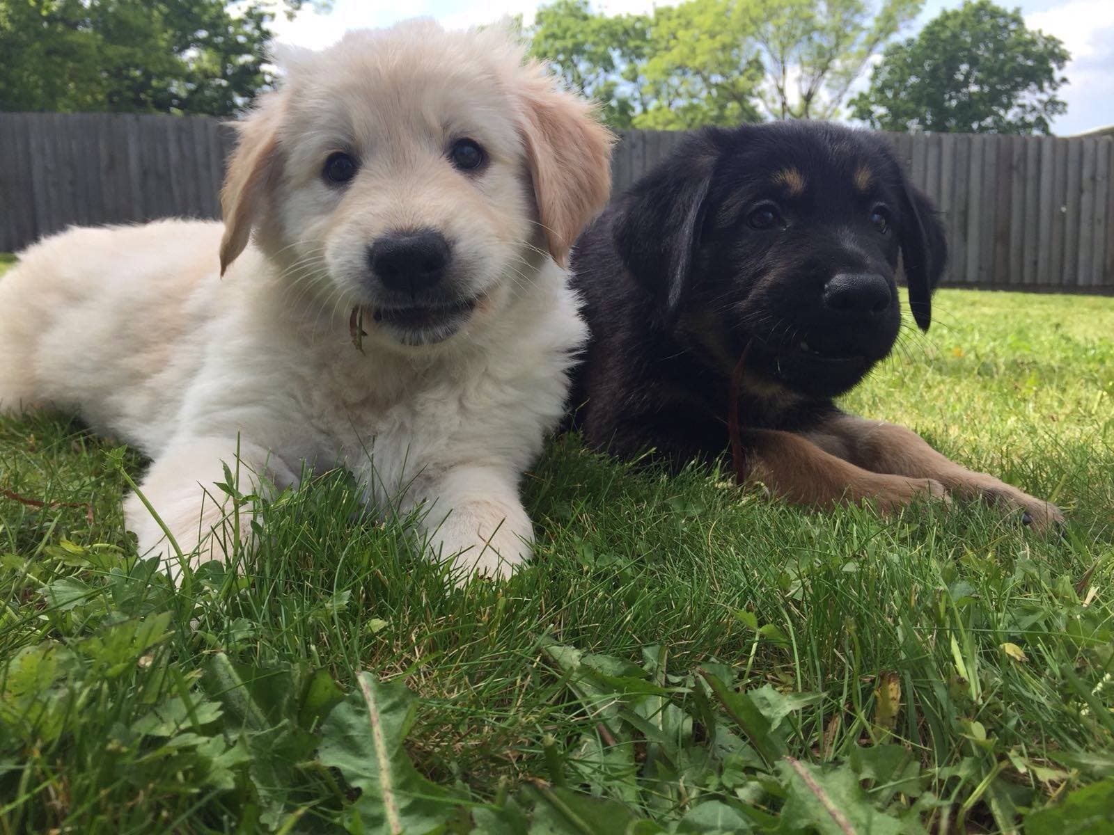 Guide Dogs National Breeding Centre - Photo