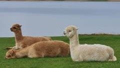 Alpaca Experience with Cream Tea