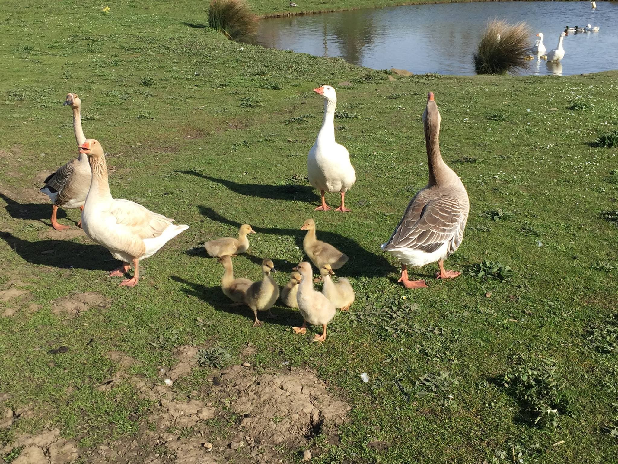 Down at the Farm - Photo