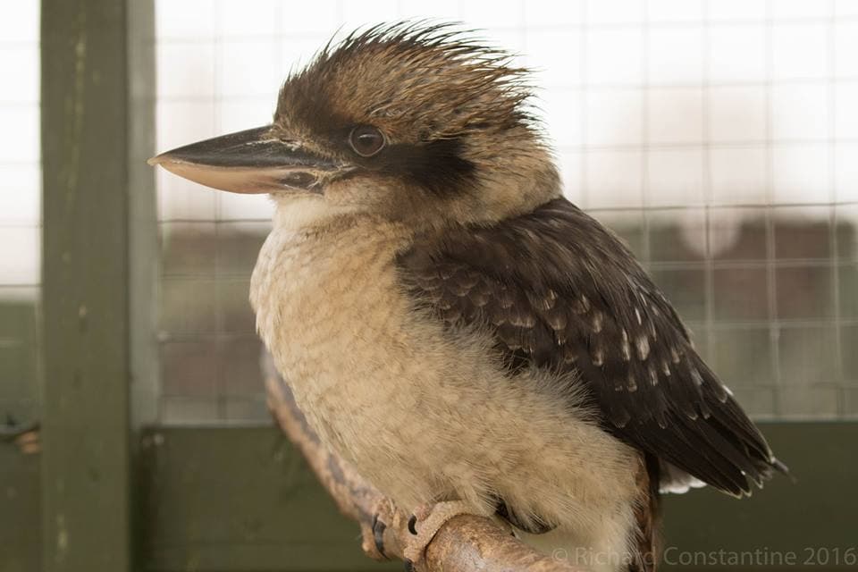 The Staffordshire Owl Experience and Birds of Prey Rescue Centre - Photo