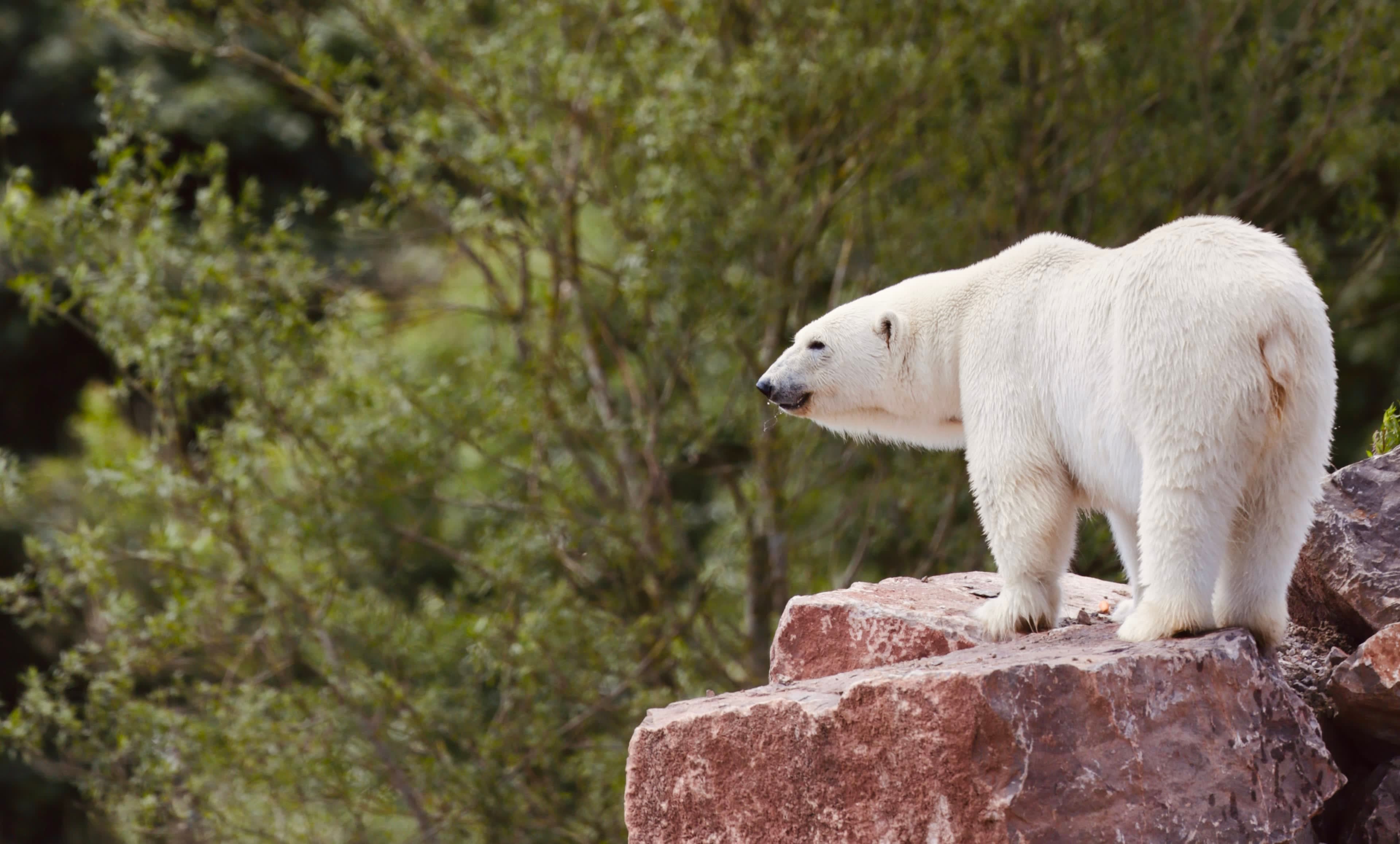 Peak Wildlife Park - Photo