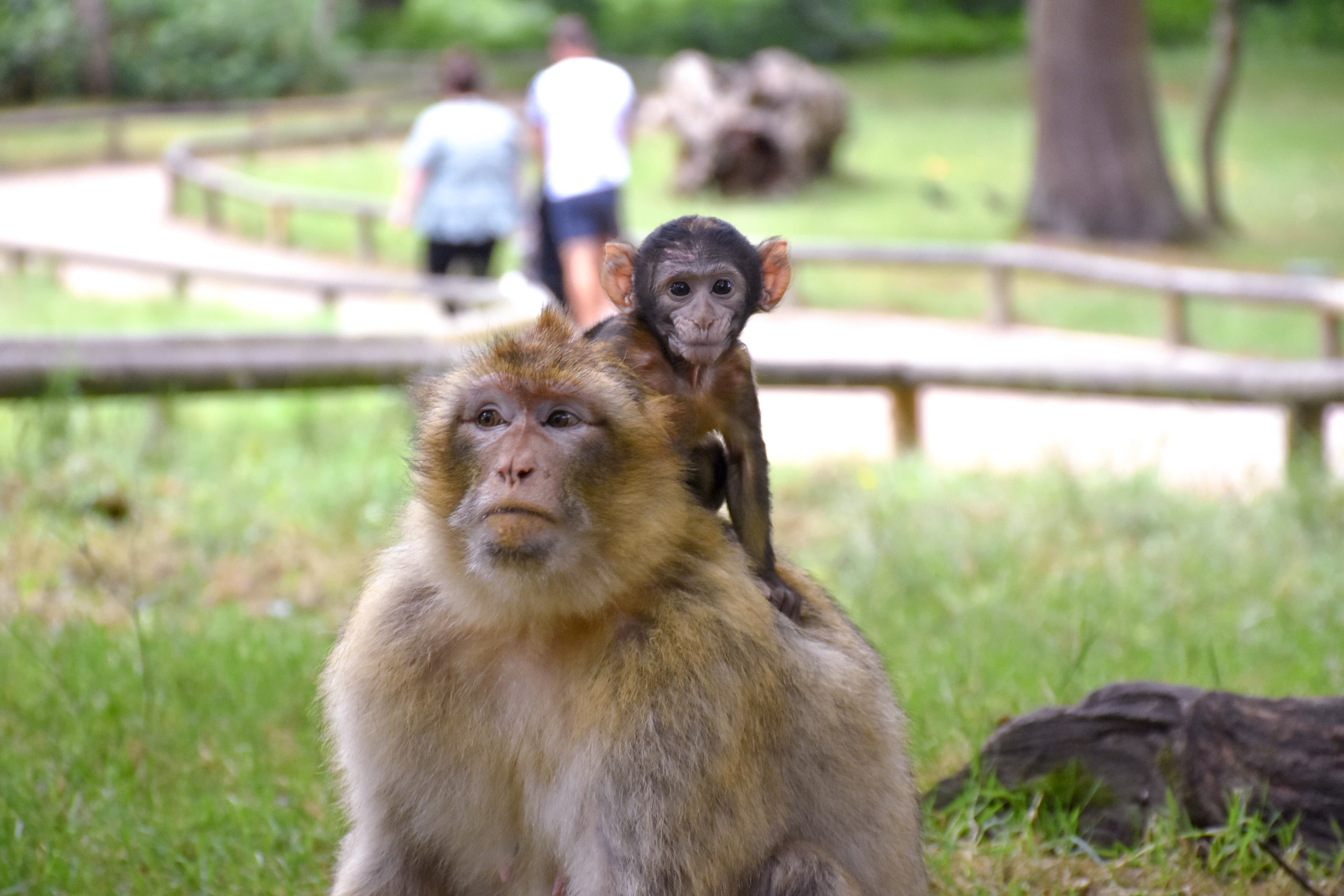 Trentham Monkey Forest - Photo