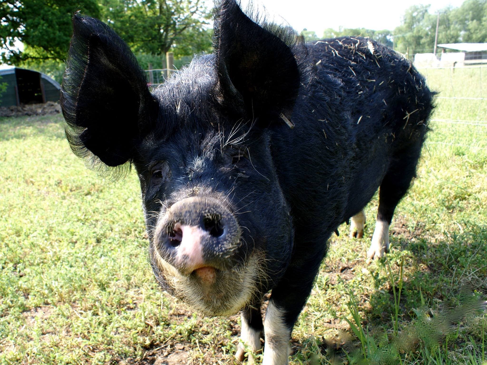 Baylham House Rare Breeds Farm - Photo