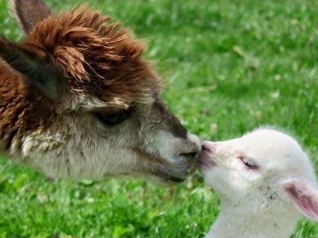 Chew Valley Animal Park - Photo