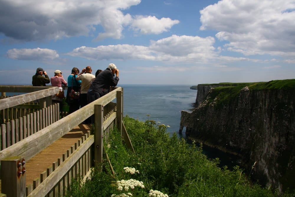 RSPB Bempton Cliffs
