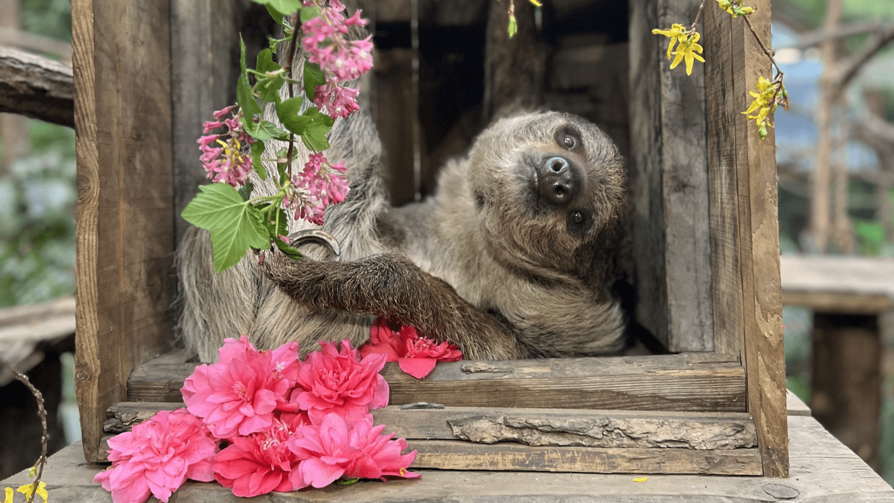 Edinburgh Zoo - Photo