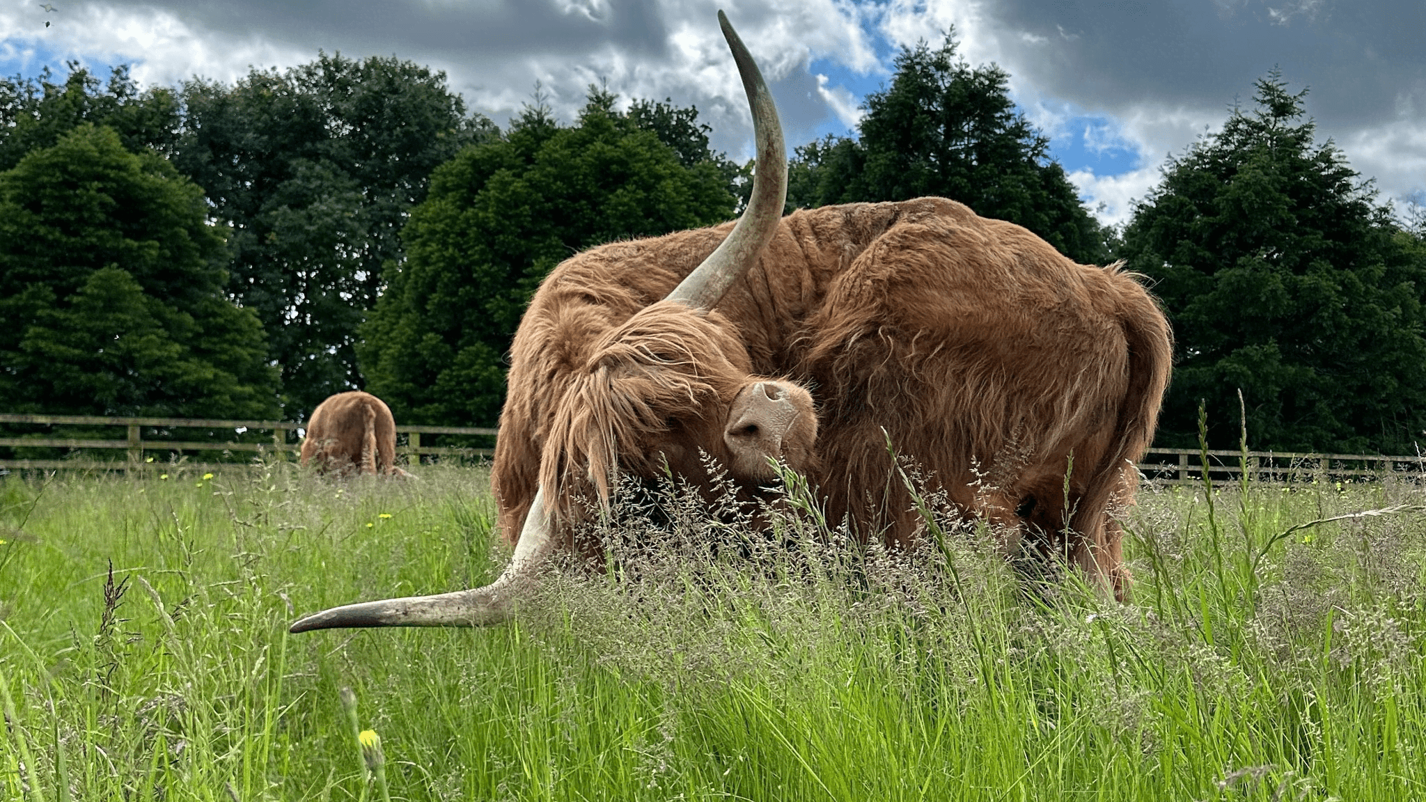 The Ginger Cow Company - Photo