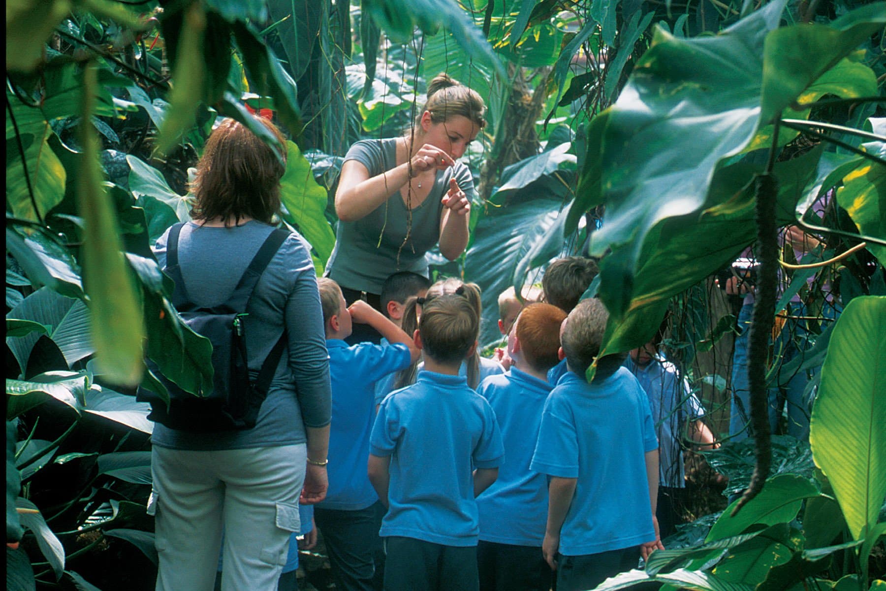 The Living Rainforest - Photo