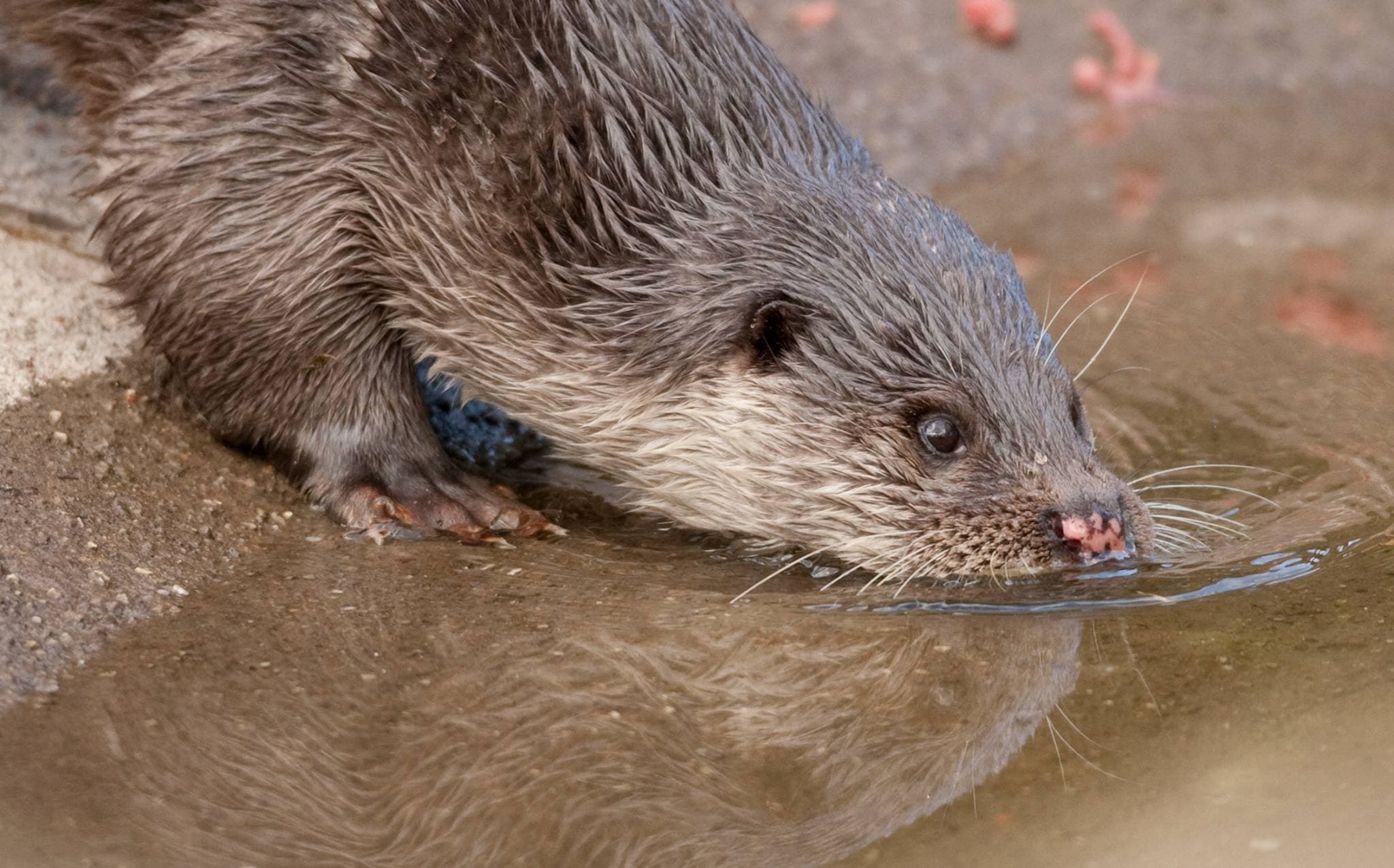 Buckfast Butterflies and Otter Sanctuary