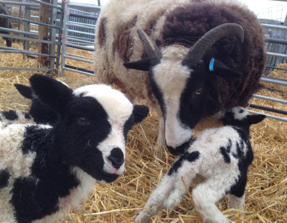 Rare Breeds Centre - Photo
