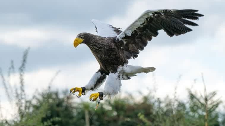 Eagle Heights Wildlife Foundation