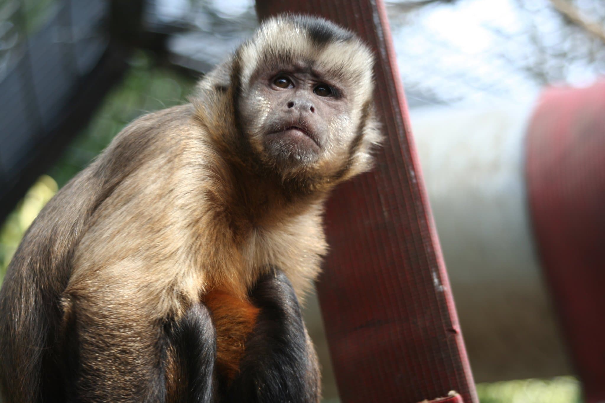 Battersea Park Children's Zoo - Photo