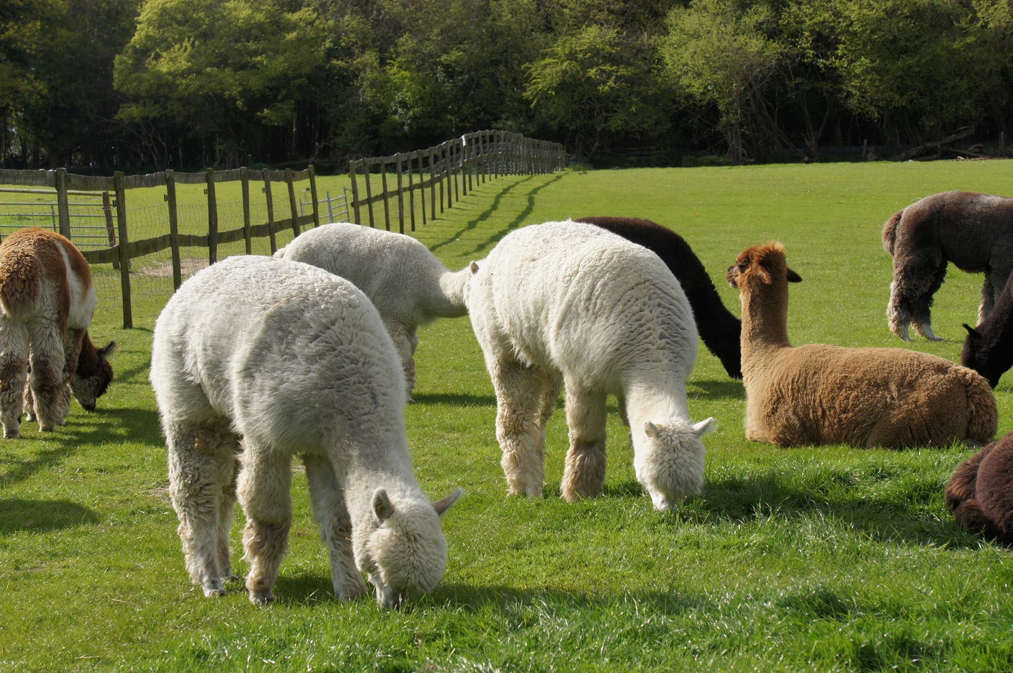 Dunreyth Alpacas