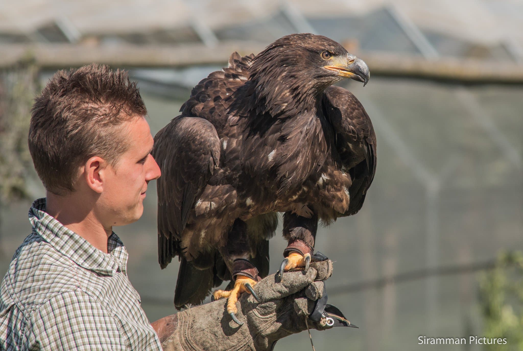 Millets Farm Falconry