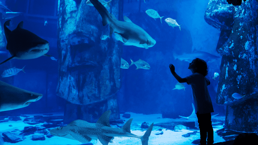 SEA LIFE London Aquarium - Photo