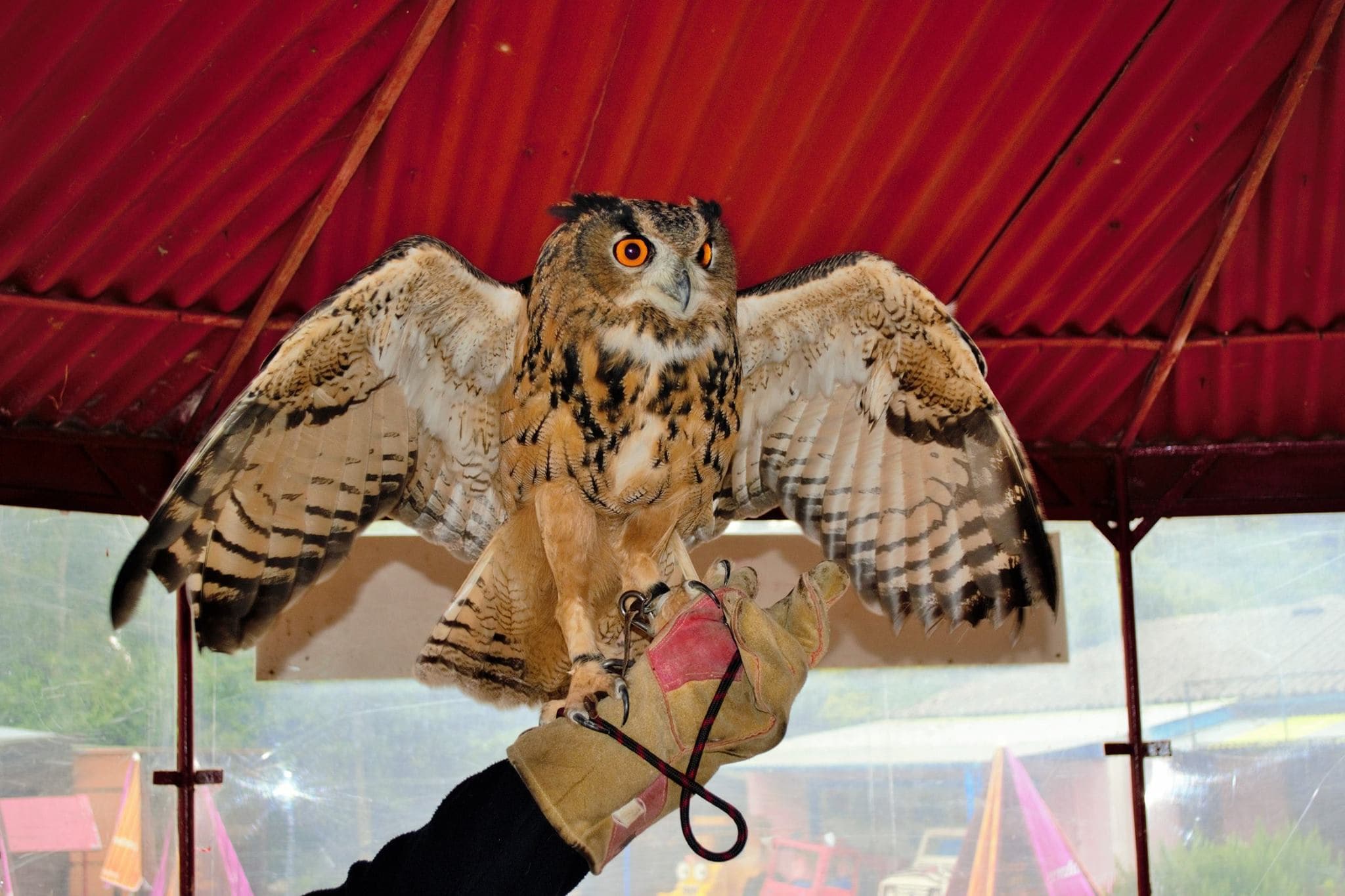 Greenacres Animal Park - Photo