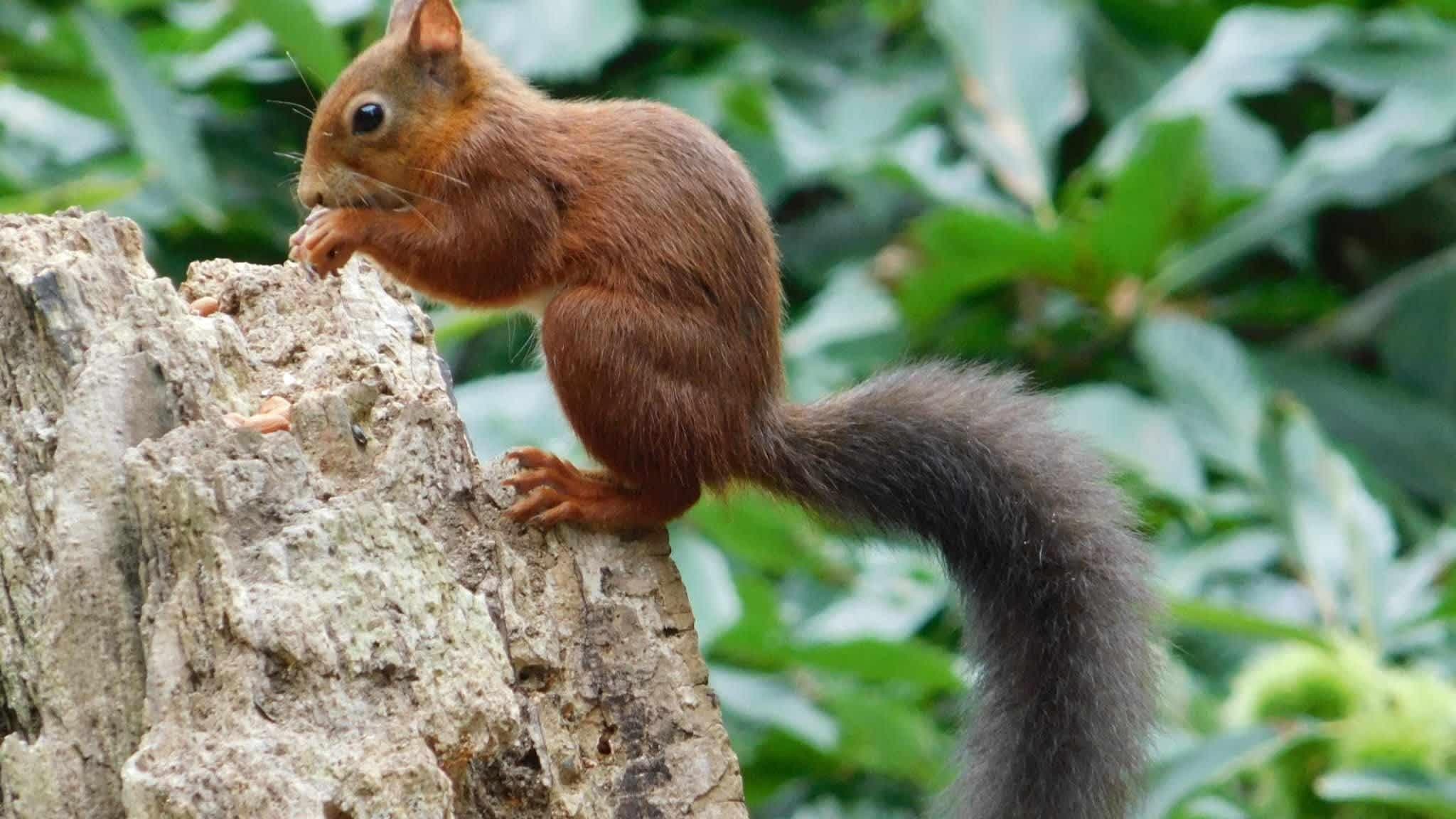 Brownsea Island - Photo