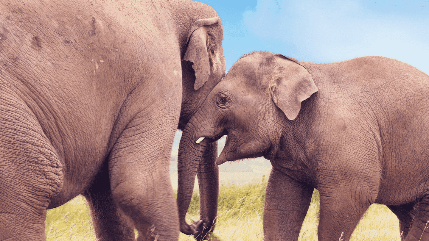 Whipsnade Zoo - Photo