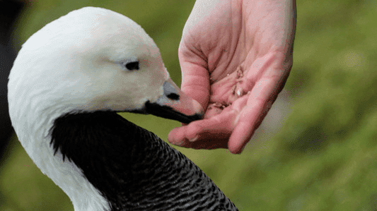 WWT Martin Mere Wetland Centre - Photo