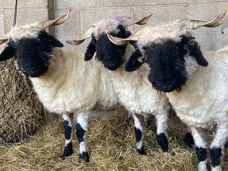 Reddish Vale Farm - Photo