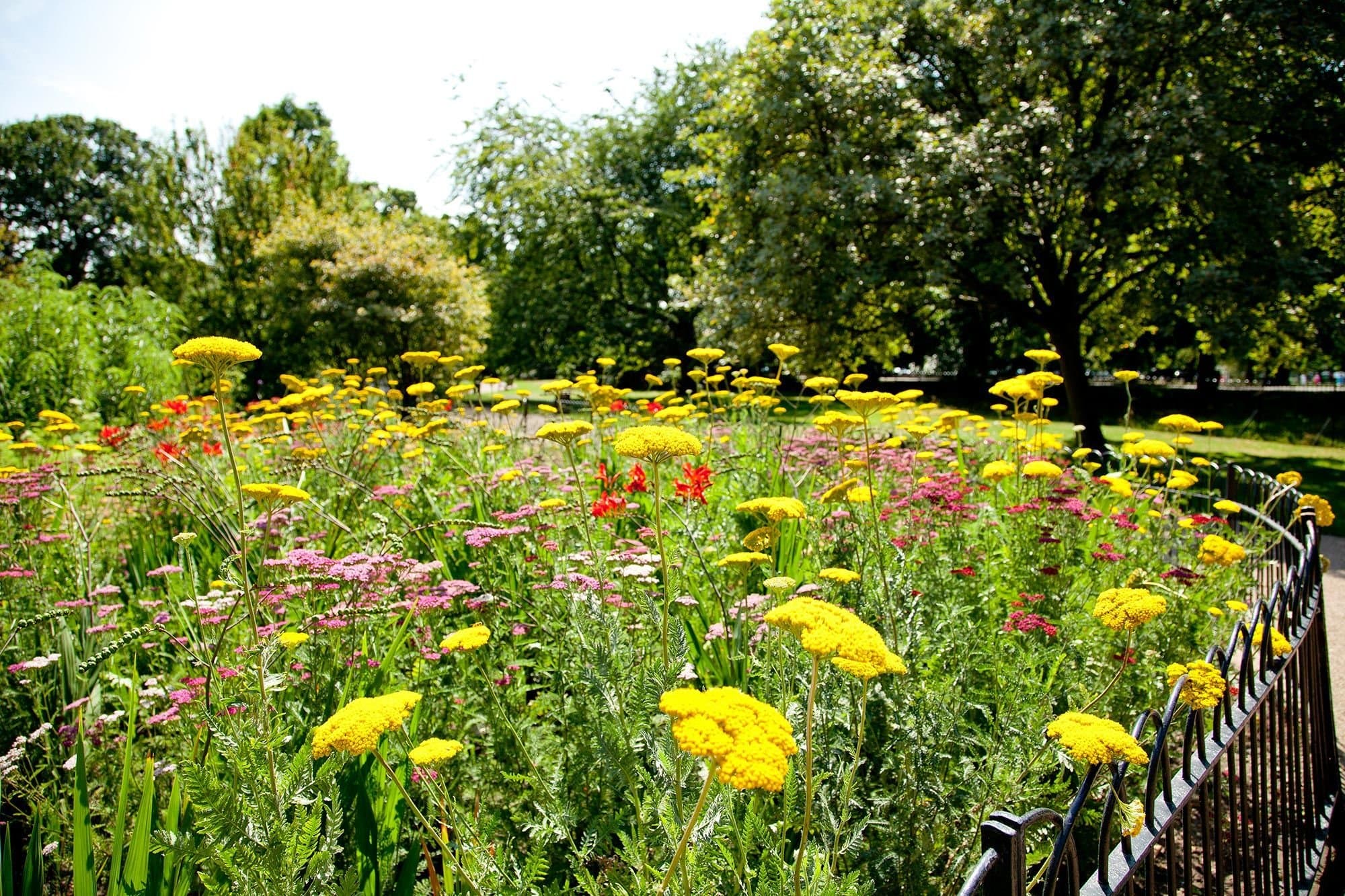 Greenwich Park - Photo